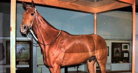 phar lap height in hands|10 Interesting Facts About Phar Lap (Owner, Jockey, History & FA.